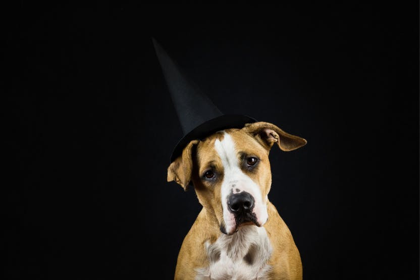 Spooktacular Safety Tips for Celebrating Halloween with Your Pup-kin –  Frenchie Bulldog