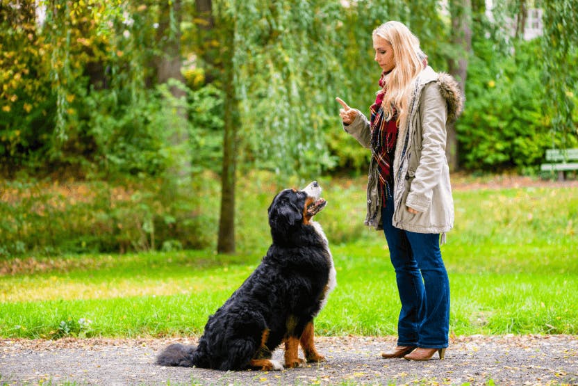 daily-wag-its-national-train-your-dog-month-heres-our-top-9-dog-training-tips-hero-image