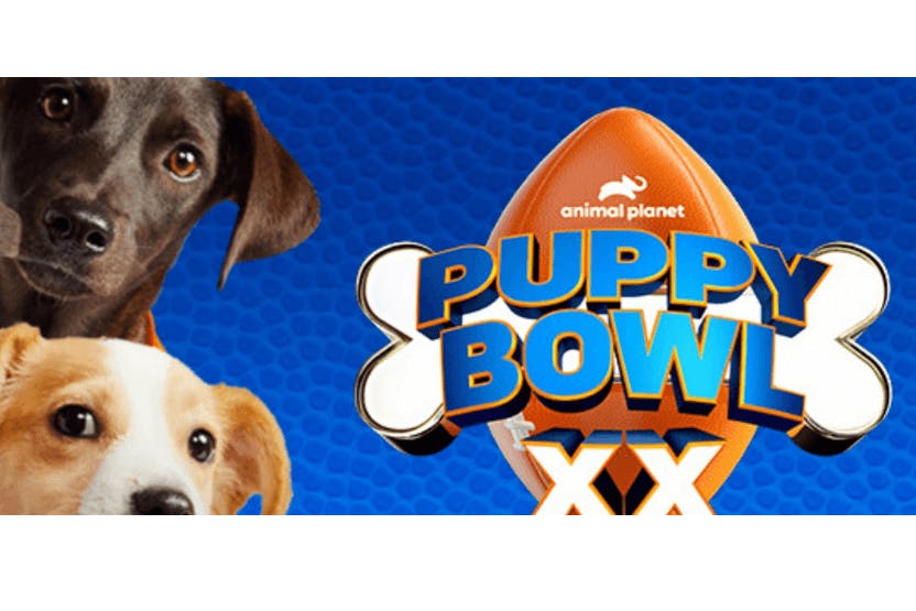 daily-wag-puppy-bowl-2024-hero-image