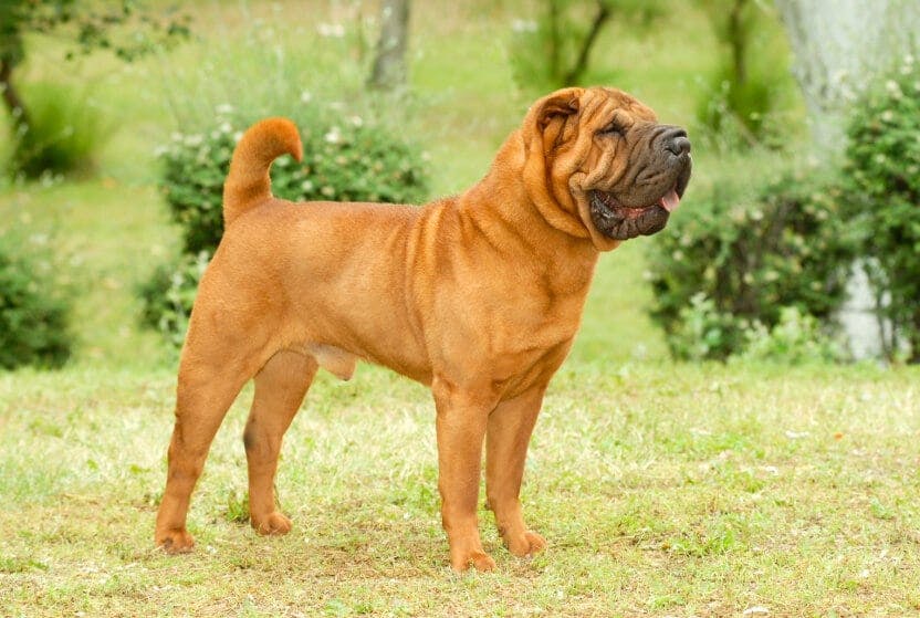 daily-wag-top-10-wrinkly-dog-breeds-hero-image