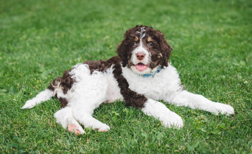 Large doodle breeds best sale