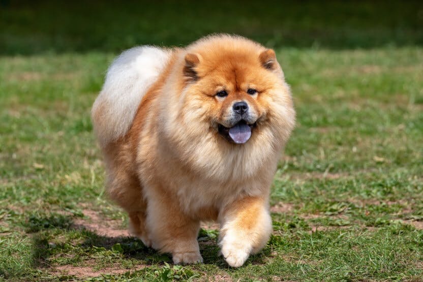 daily-wag-10-popular-fluffy-dog-breeds-hero-image