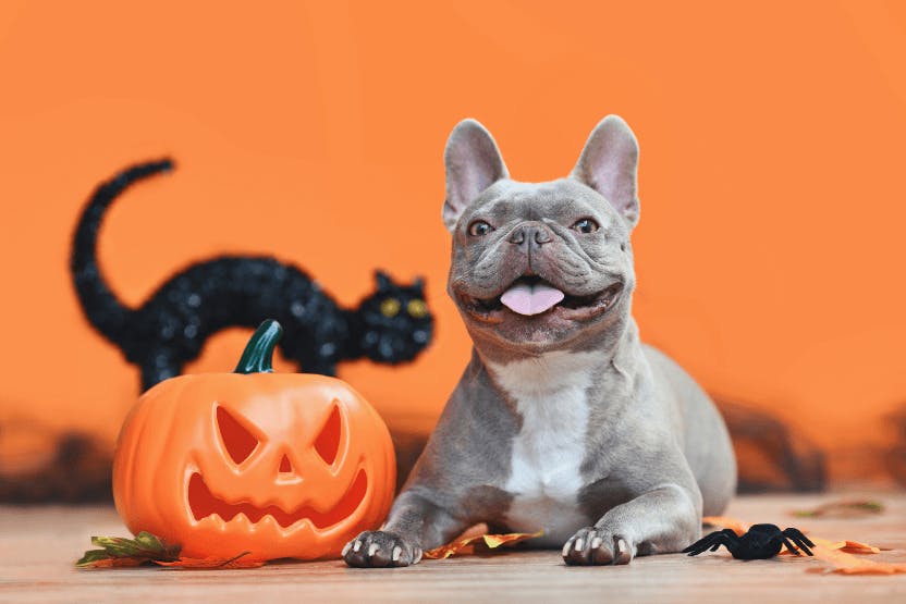 daily-wag-5-games-your-dogs-can-play-for-a-dog-friendly-halloween-hero-image