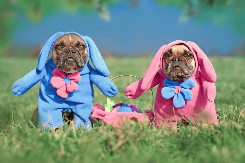 daily-wag-safety-tips-to-keep-your-dog-hoppy-this-easter-hero-image