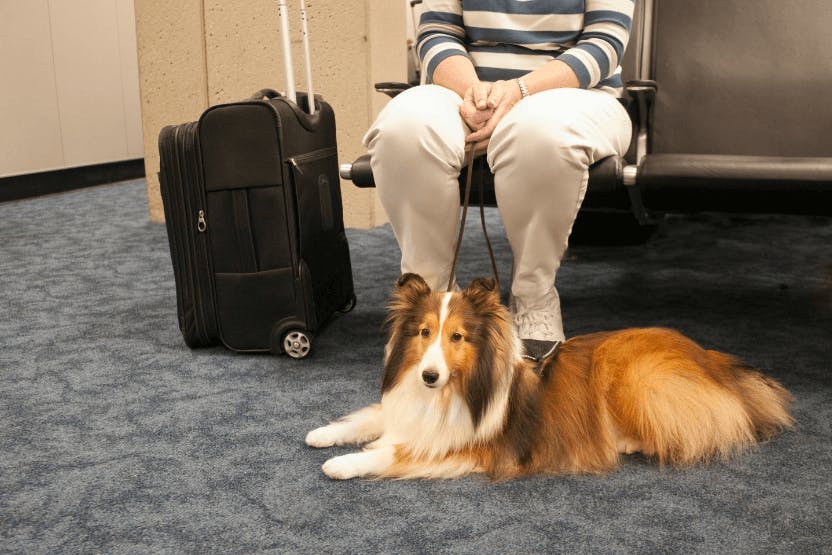 daily-wag-how-to-travel-safely-with-your-pet-hero-image