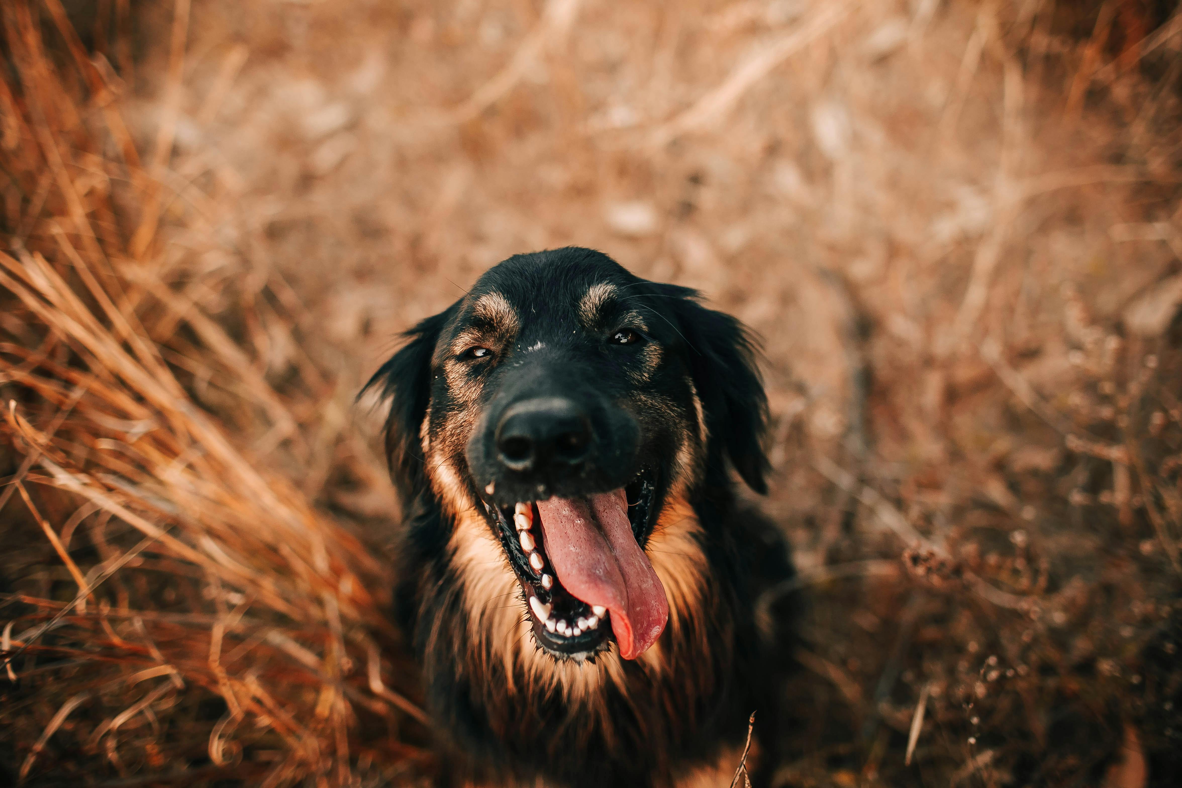 Dog Names Meaning Black | Popular Male and Female Names | Wag!