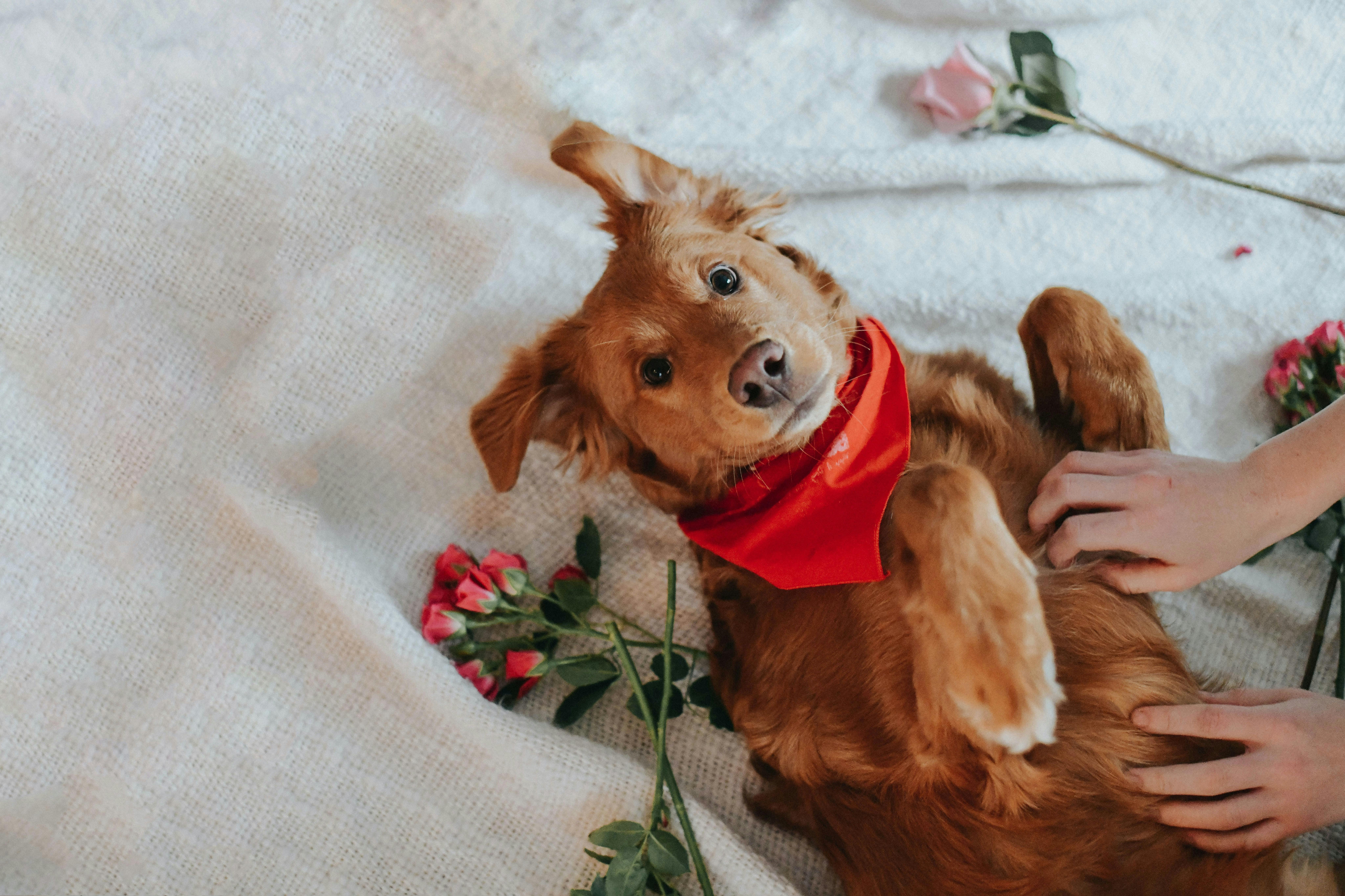 Adopt A Pet Bag Topper Instant Download Valentine's 