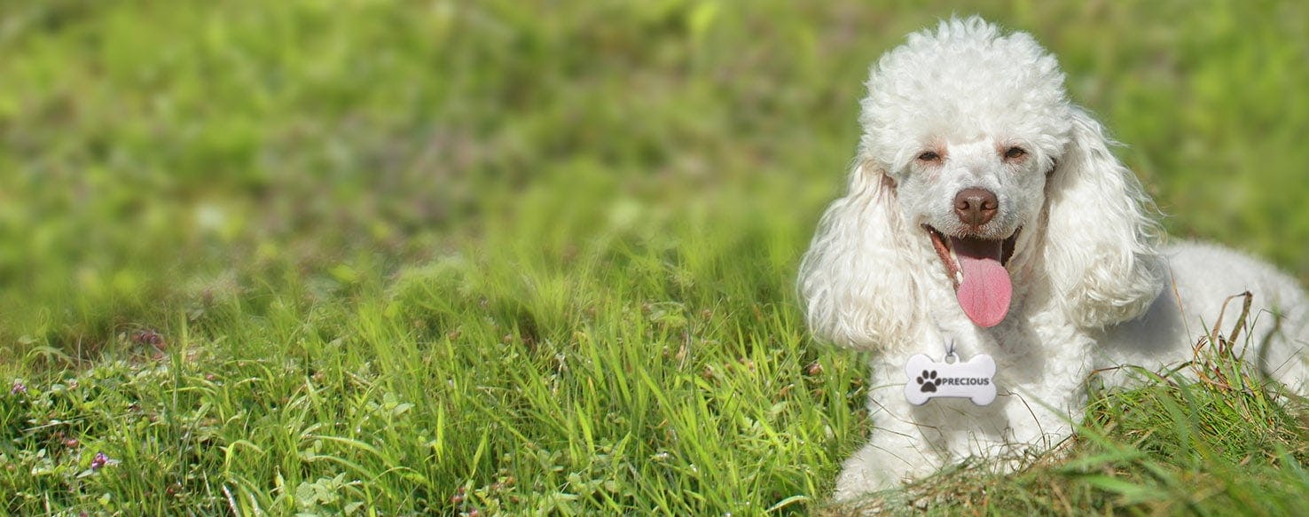 Thriller Dog Names, Popular Male and Female Names