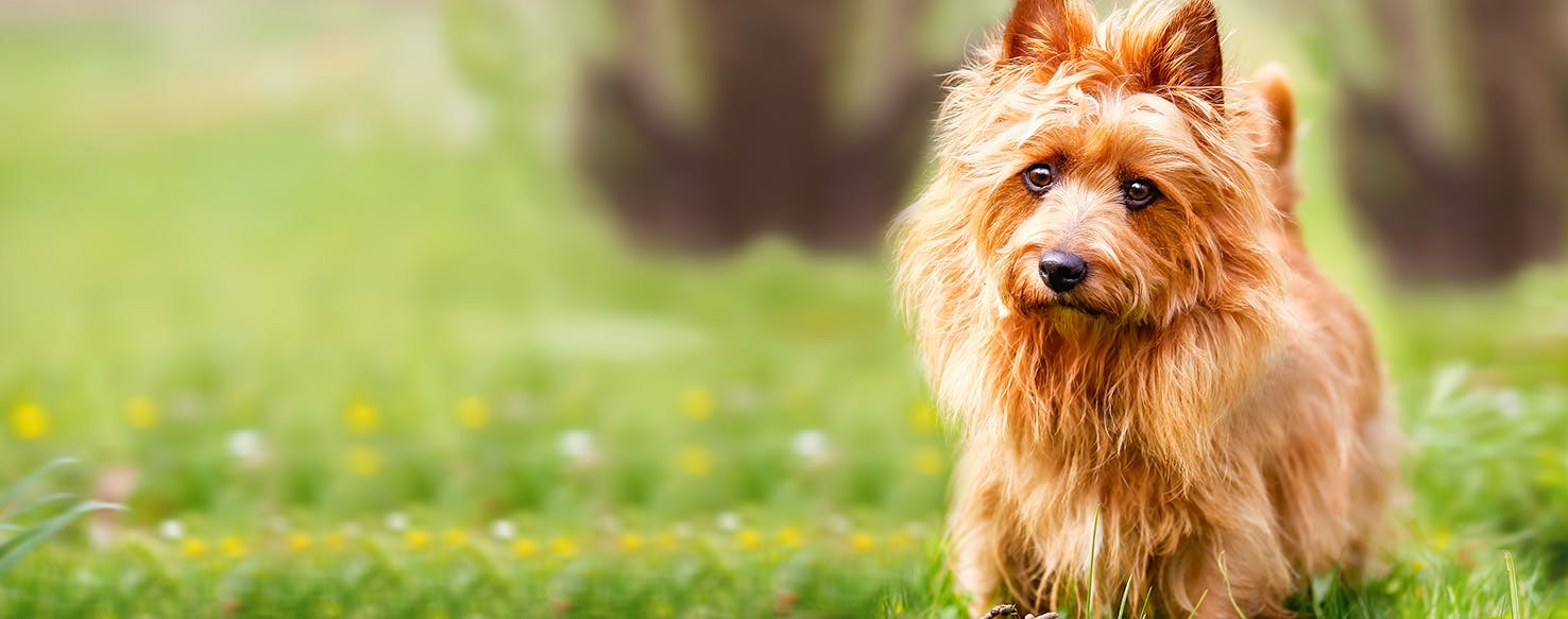 Vænne sig til nuance hørbar Australian Terrier Dog Names | Popular Male and Female Names | Wag!