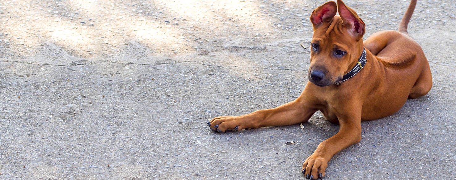 can a thai ridgeback live in indonesia