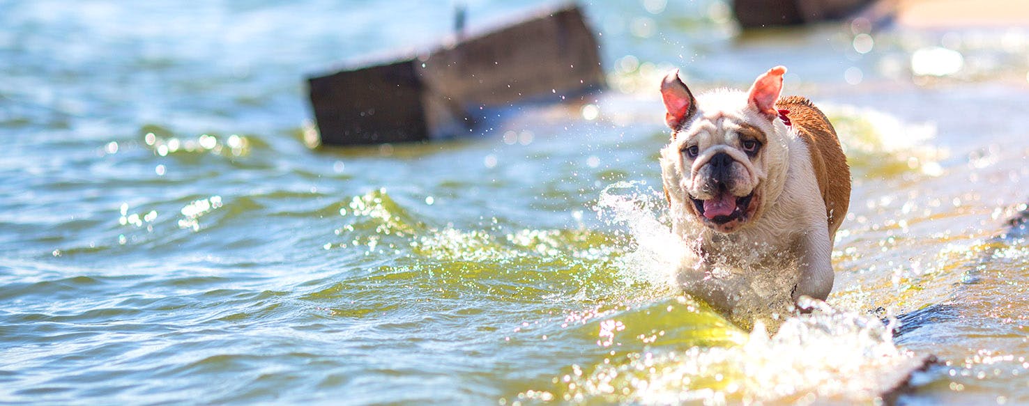 Dog Names that Start with Sir and Miss | Popular Male and Female Names | Wag! Dog Names that Start with Sir and Miss | Popular Male and Female Names | Wag!