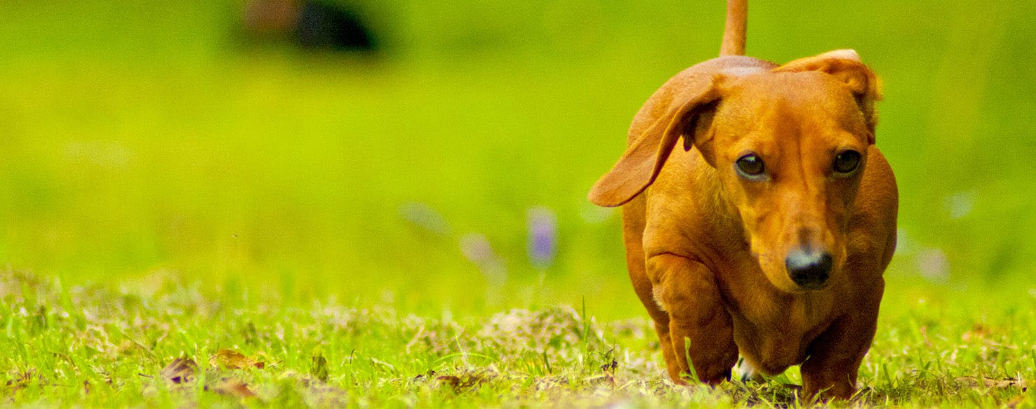 The Pixar Story Inspired Dog Names Popular Male And Female Names Wag