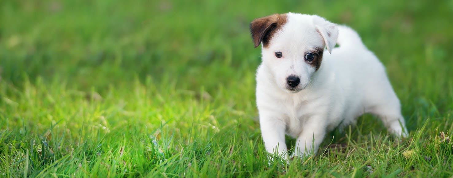 My Dog Picks His Son's Name 