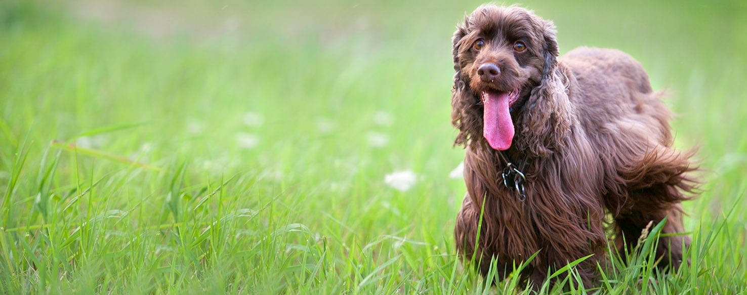 Dog Names That Start With Sh Popular Male And Female Names Wag