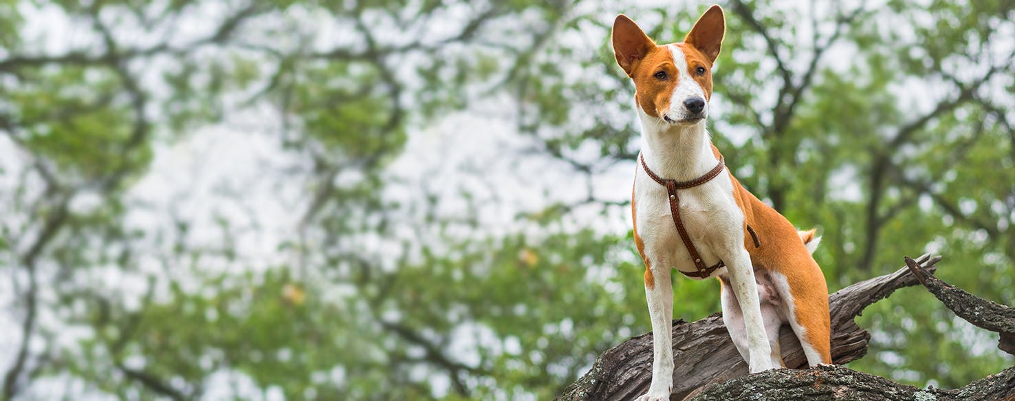 basenji girl or boy who will you choose