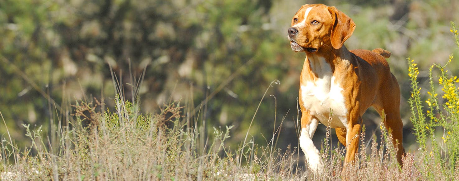 are portuguese pointers smart dogs