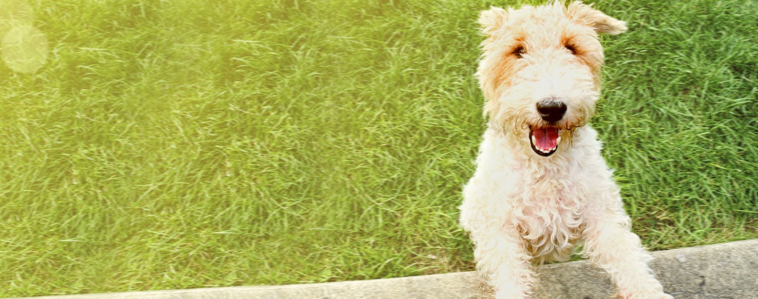 famous wheaten terriers