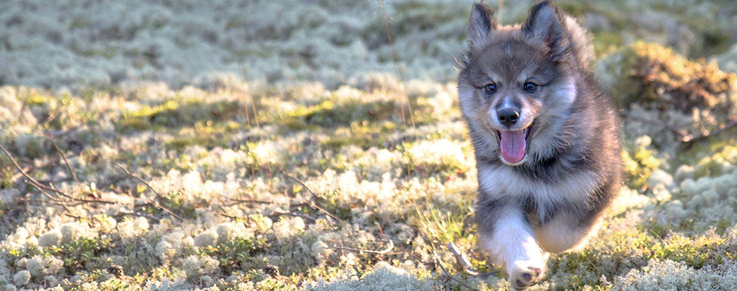 Swedish Lapphund Dog Names Popular Male And Female Names Wag