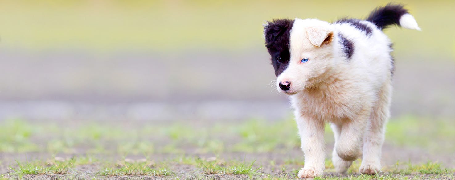 Invader Zim Dog Names Popular Male And Female Names Wag