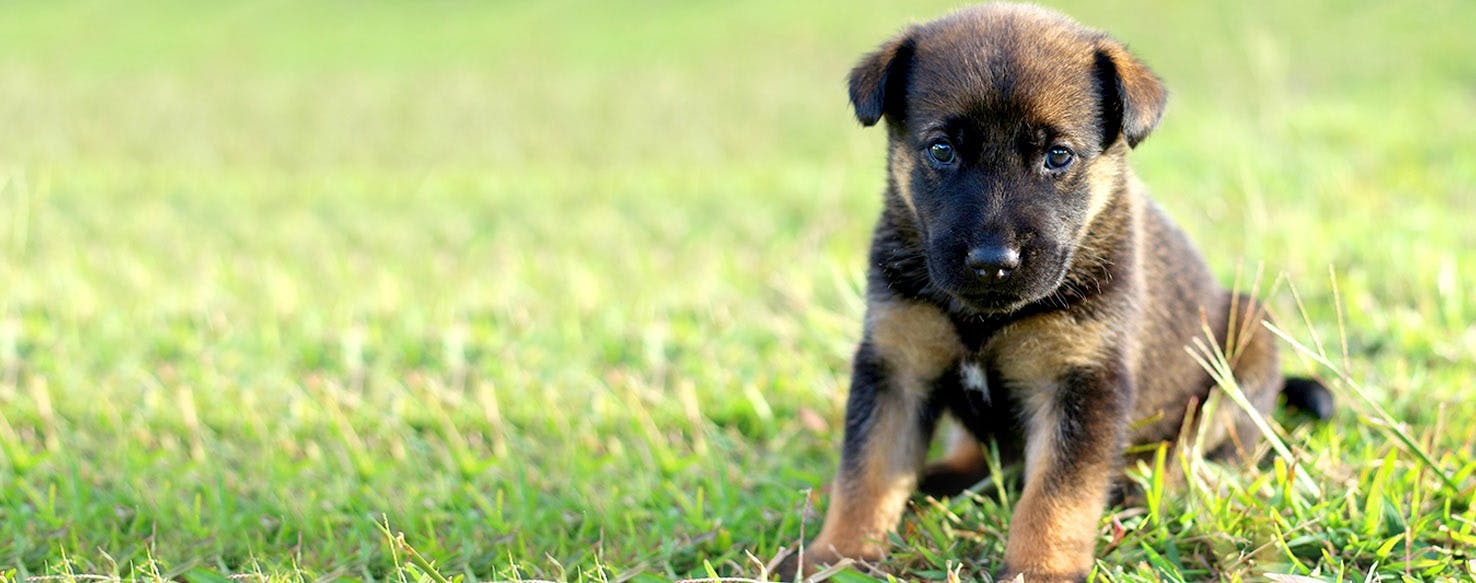 Croatian Dog Names | Popular Male and Female Names | Wag!