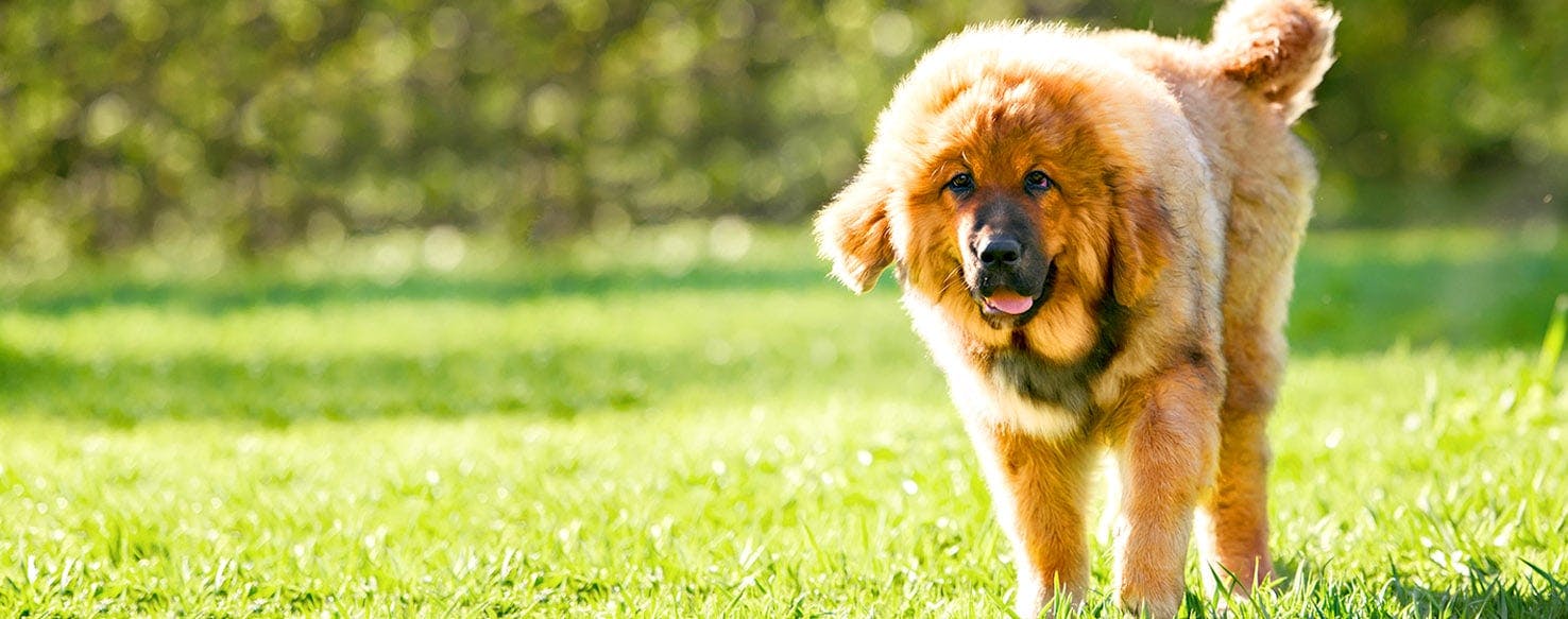 Dog Names Meaning Green Popular Male And Female Names Wag