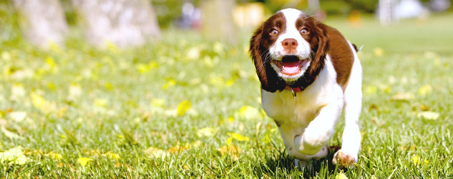 Sports Inspired Dog Names Popular Male And Female Names Wag