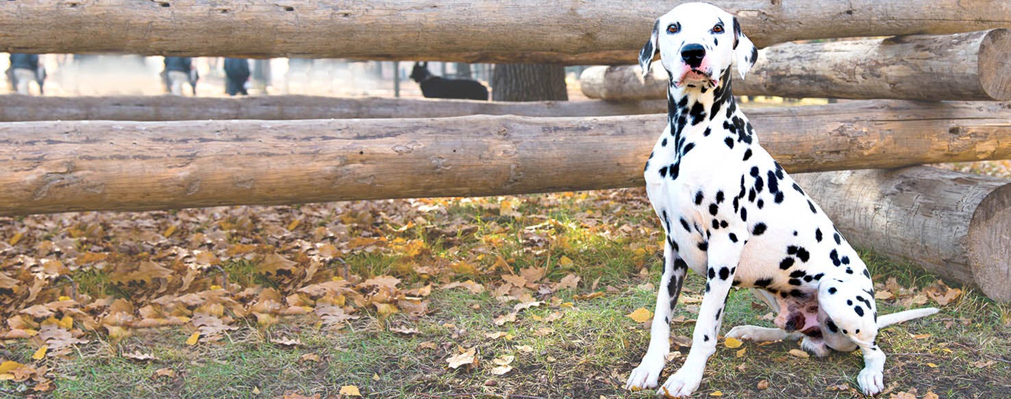 101 Dalmatians Dog Names