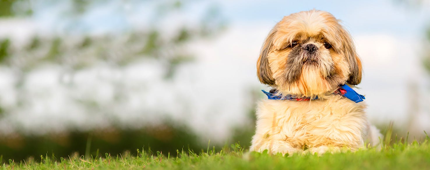 Dog Names Meaning Comfort Popular Male And Female Names Wag
