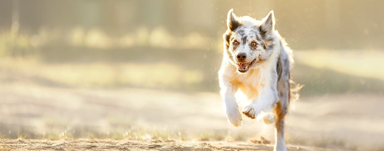 Motorsport Inspired Dog Names Por Male And Female Wag Motorsport Inspired Dog Names Por