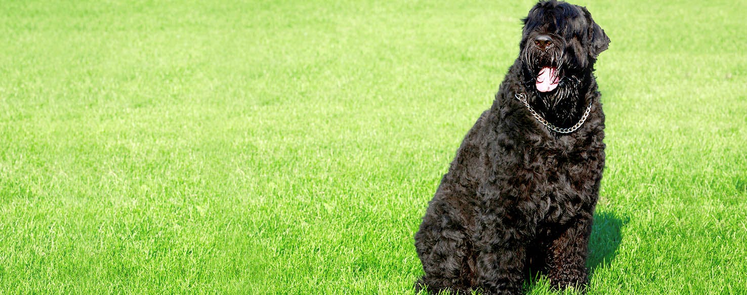 can a black russian terrier live in burkina faso