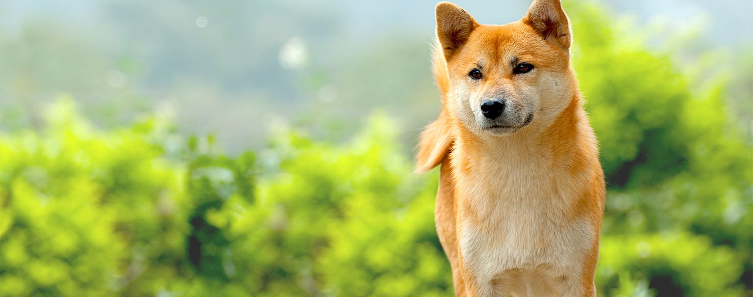 Bleach Inspired Dog Names | Popular Male and Female Names | Wag!