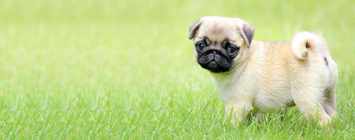 papua new guinea dog
