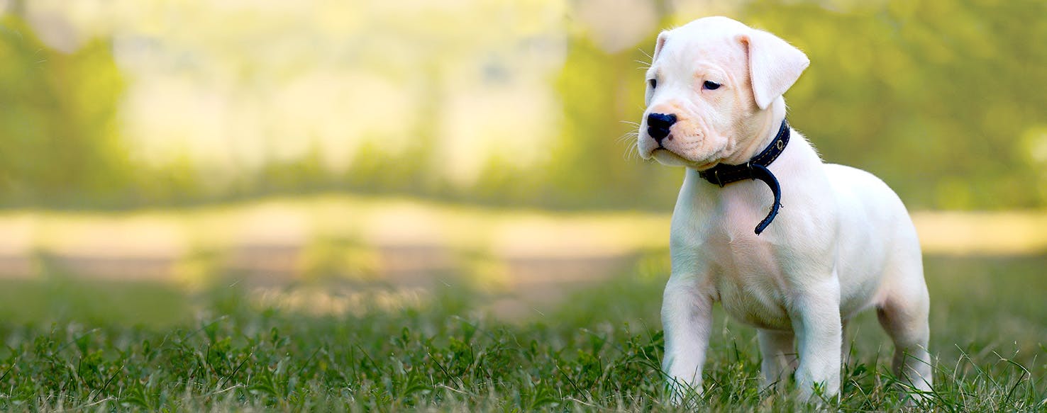 Dogo Argentino  Royal Canin IE