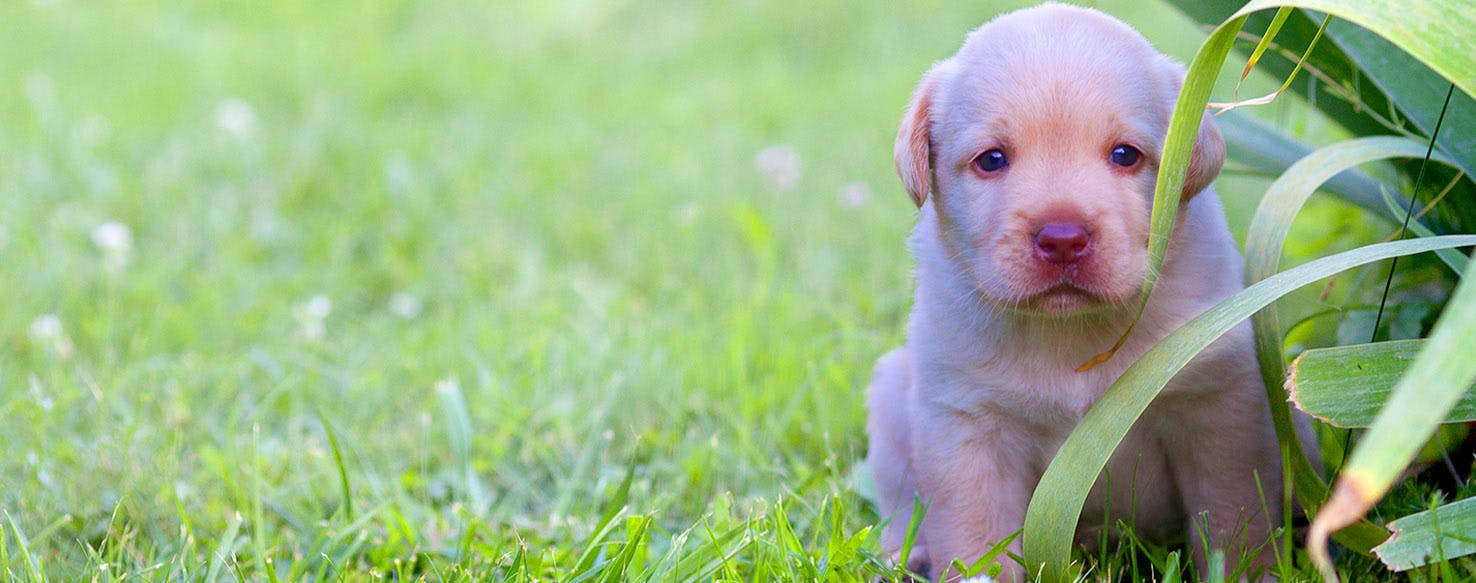 Profession Inspired Dog Names | Popular Male and Female Names | Wag!