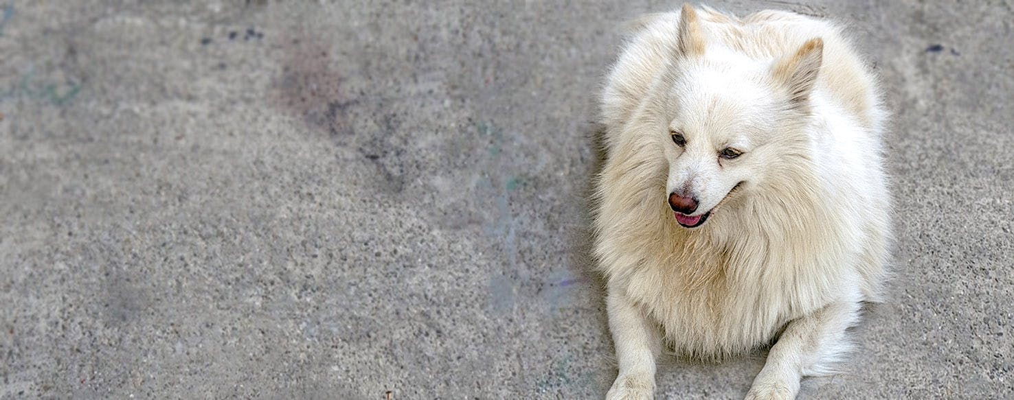 Indian Spitz Dog Names Popular Male And Female Names Wag