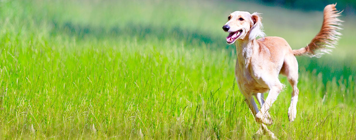 how many puppies can saluki give birth to