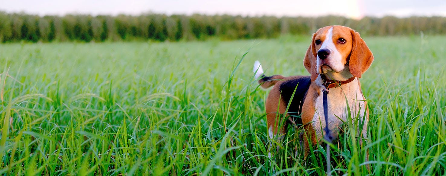 Dog Names that Start with Du | Popular Male and Female ...