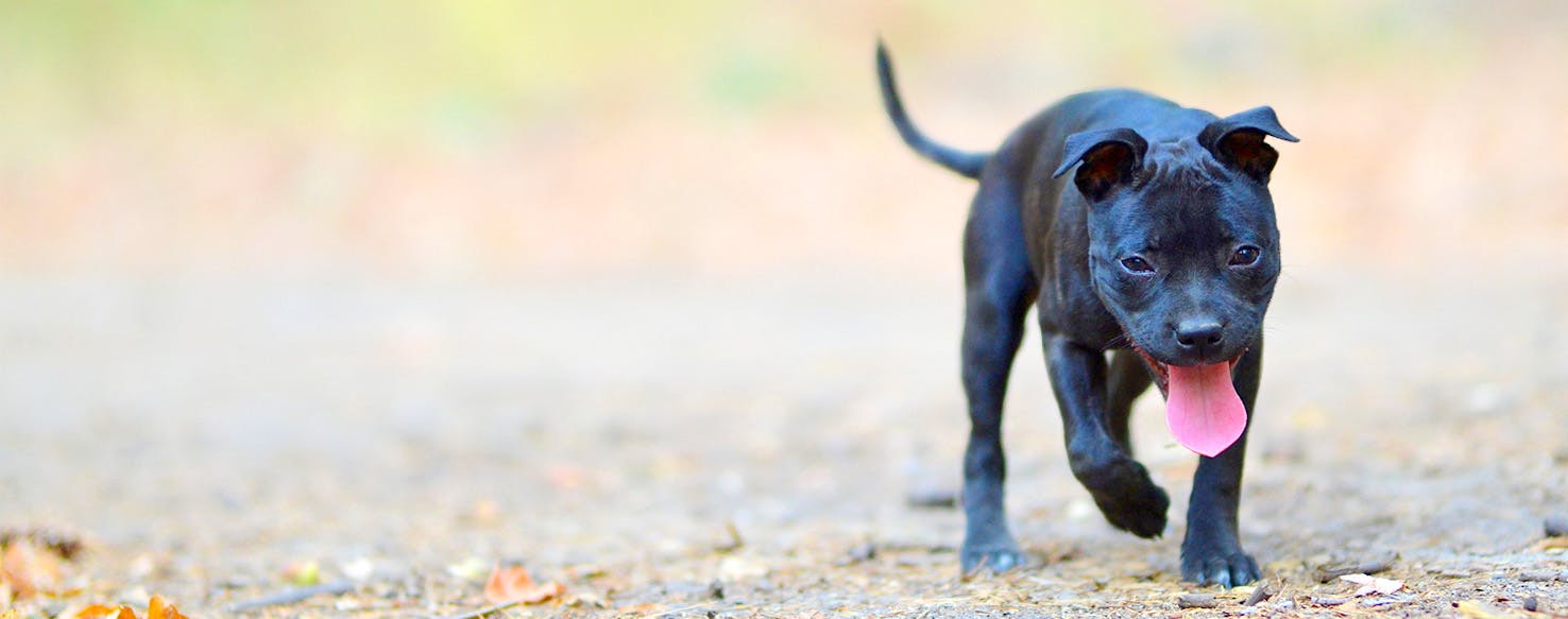 Marvel Dog Names | Popular Male and Female Names | Wag!
