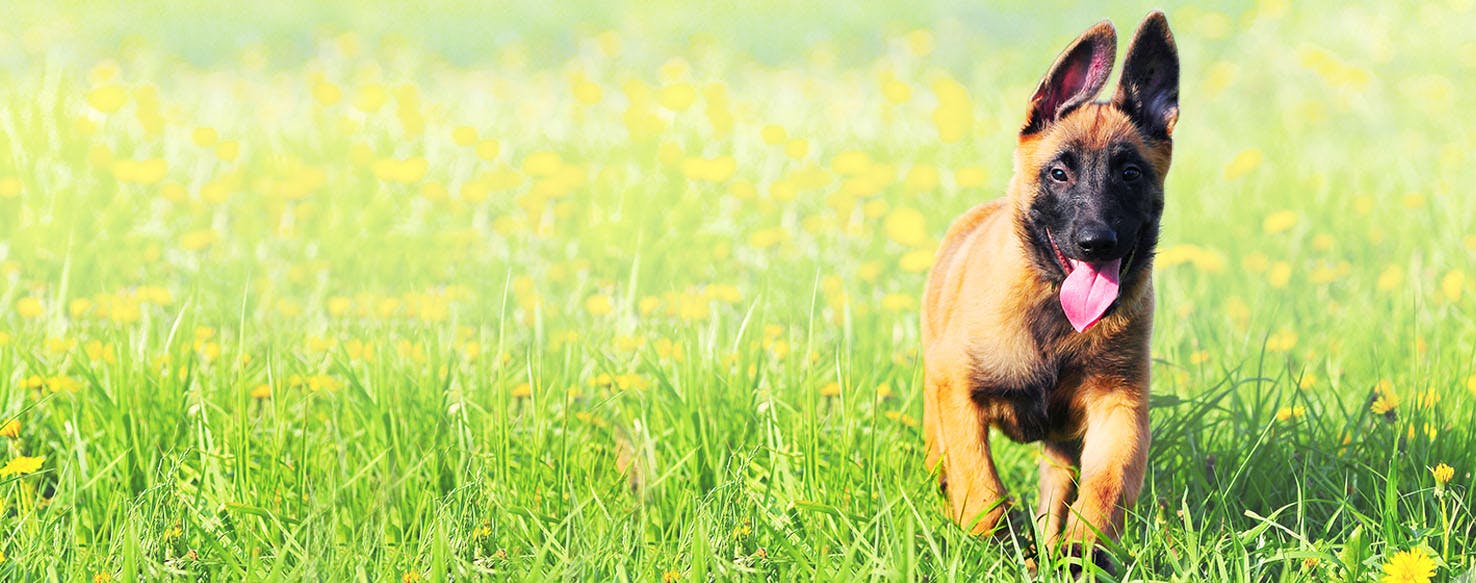 Belgian Sheepdog Dog Names | Popular Male and Female Names | Wag!