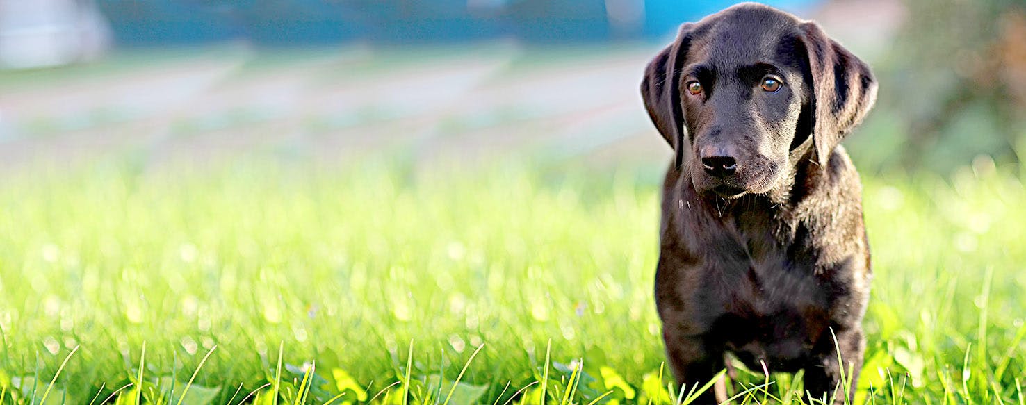 The Jungle Book Dog Names Popular Male And Female Names Wag