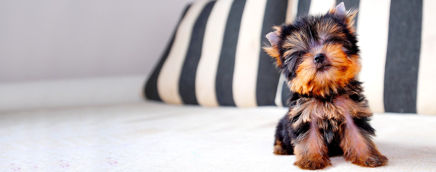 Fashion Inspired Dog Names, Popular Male and Female Names