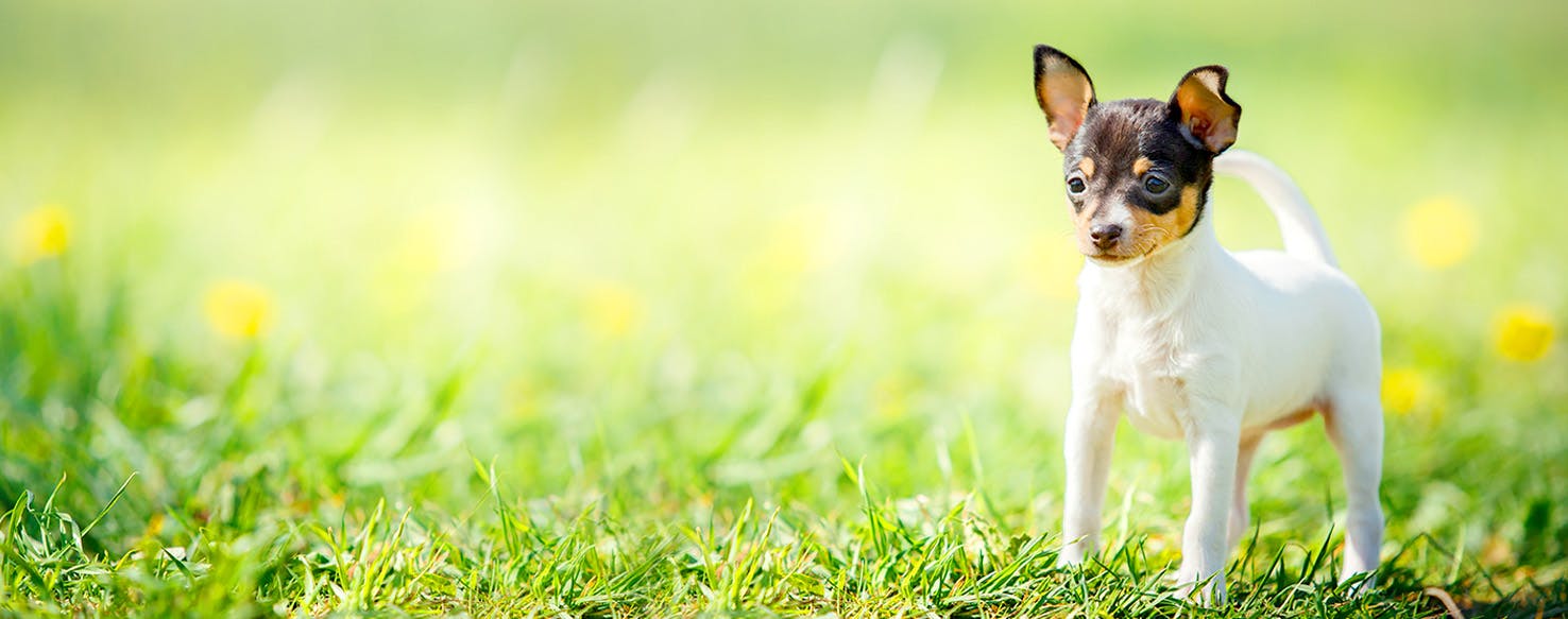 Toy Fox Terrier Dog Names, Popular Male and Female Names