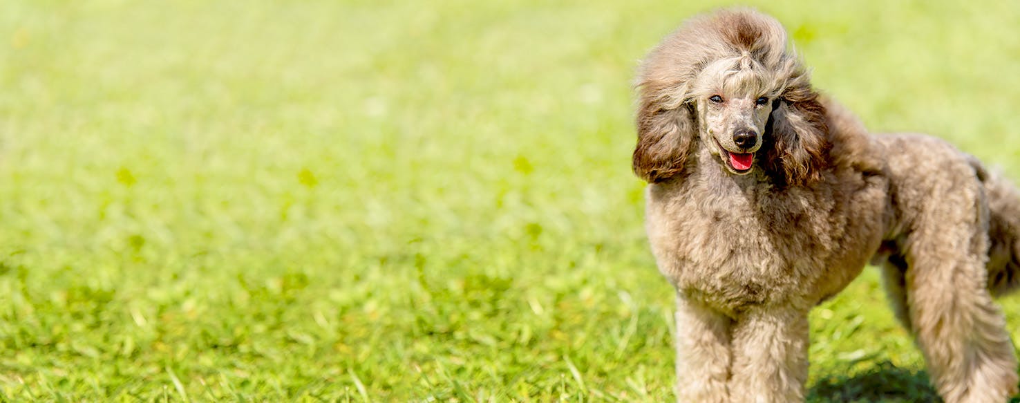 Codename Kids Next Door Dog Names Popular Male And Female Names