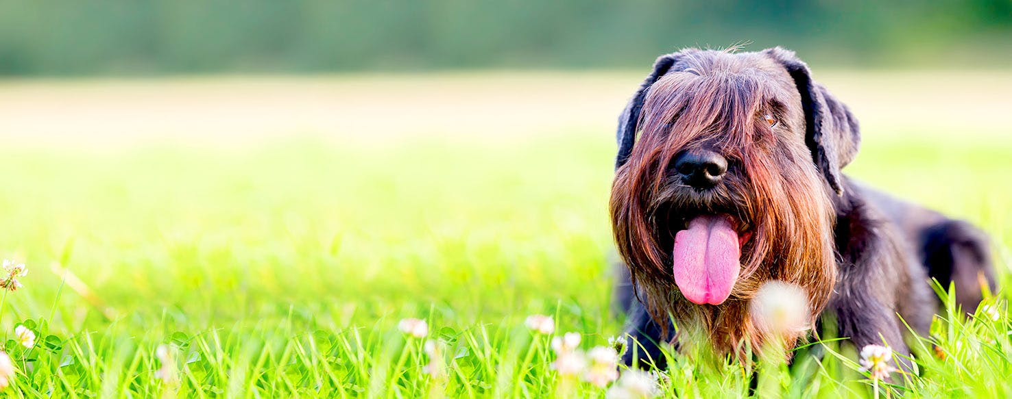 Standard Schnauzer Dog Names | Popular Male and Female ...