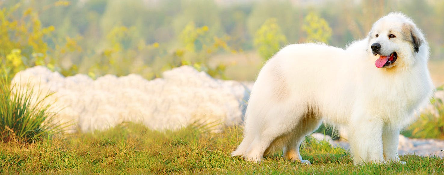 famous great pyrenees names