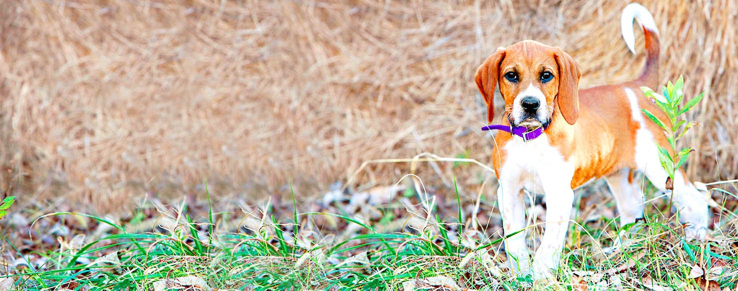 American Foxhound Dog Names Popular Male And Female Names Wag