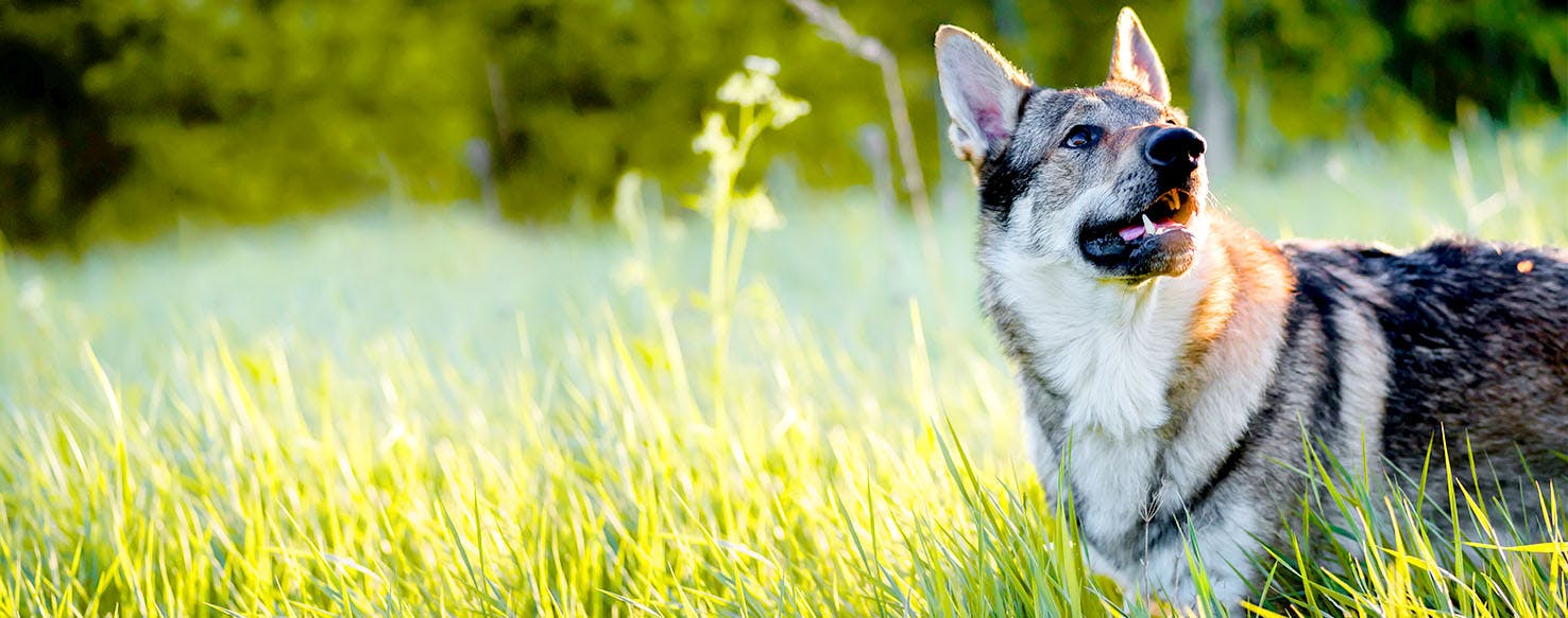 is the czechoslovakian wolfdog legal in australia