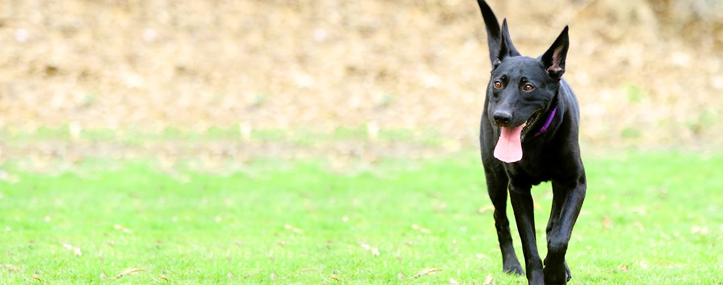 Dog Names Ending In Ce Popular Male And Female Names Wag