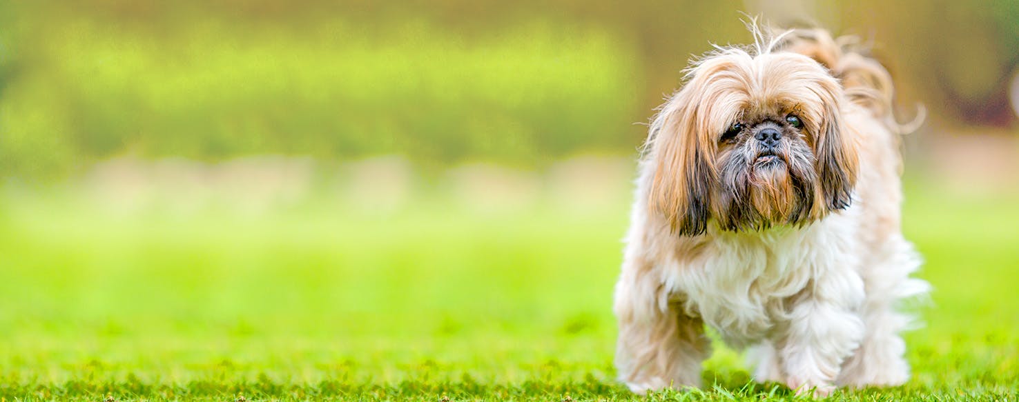 carver career center dog grooming