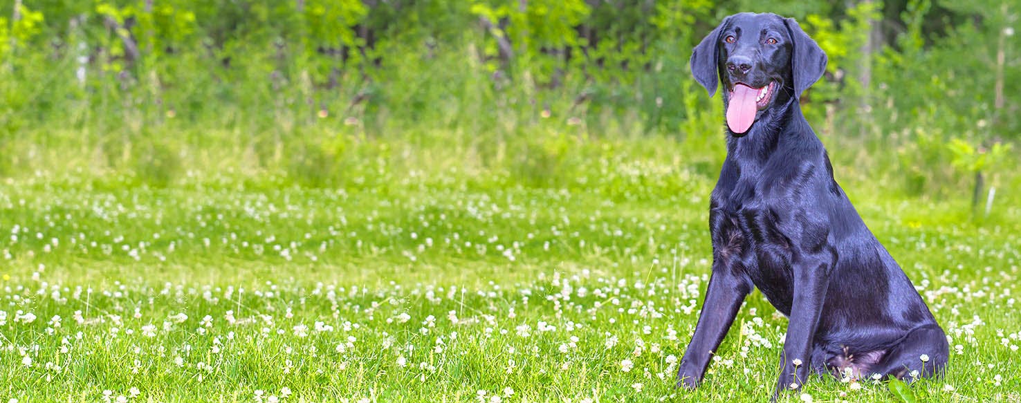 Dog Names Ending in le | Popular Male and Female Names | Wag!